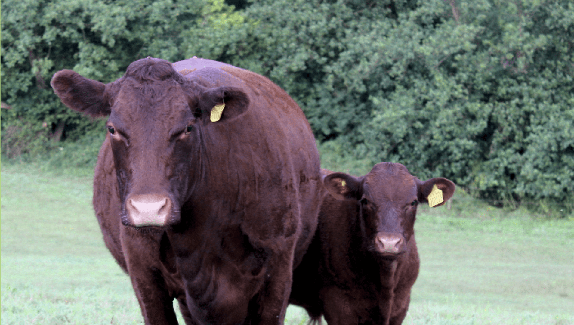Ruby Red cow and her calf