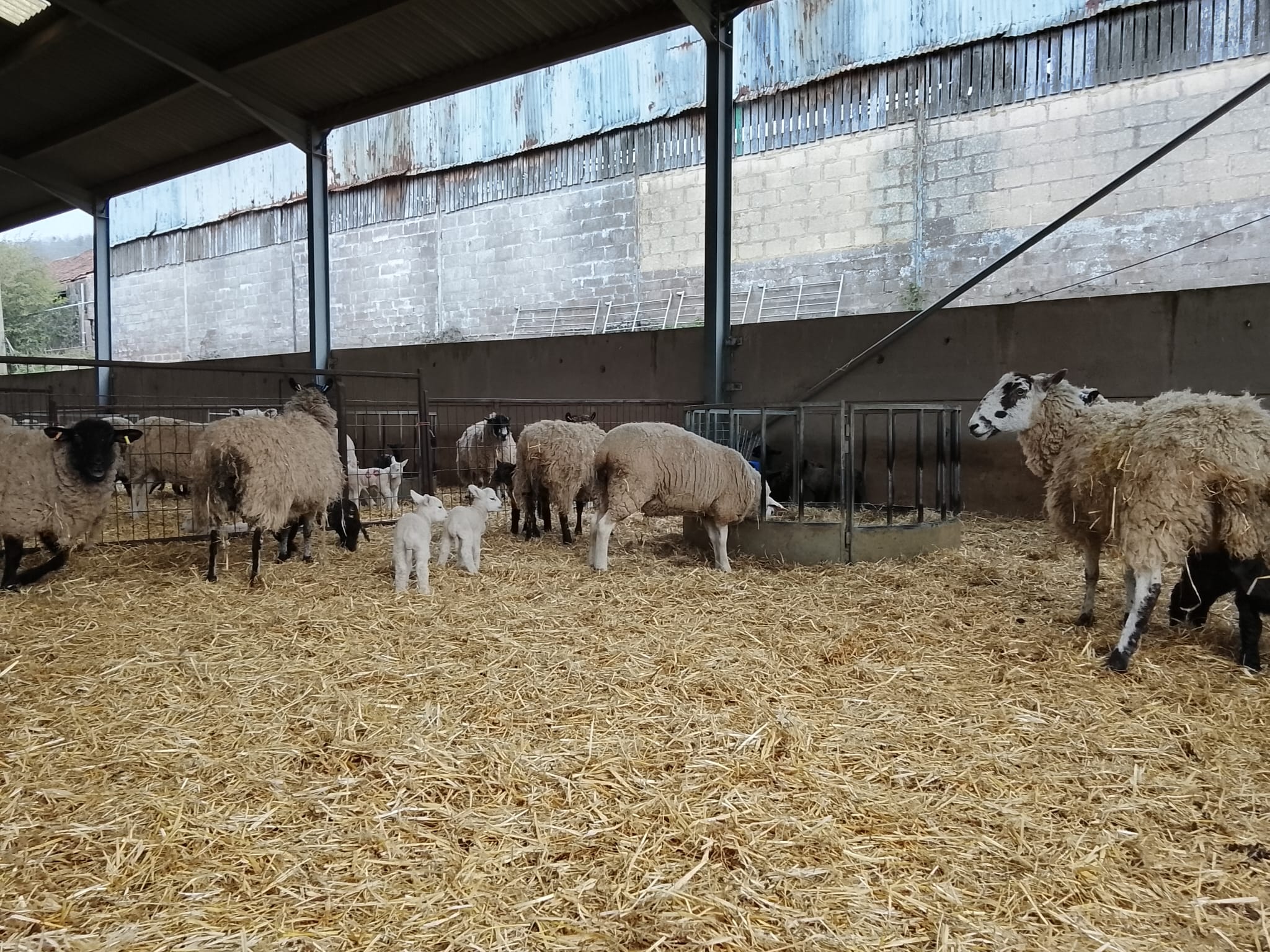 lambing at oakford